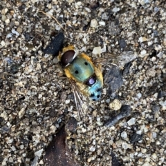 Unidentified March or Horse fly (Tabanidae) (TBC) at Jagungal Wilderness, NSW - 12 Mar 2022 by Ned_Johnston