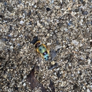 Austalis pulchella at Jagungal Wilderness, NSW - 12 Mar 2022