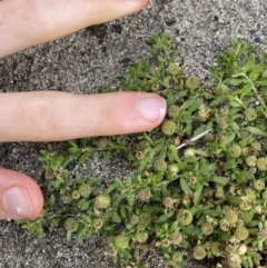 Centipeda elatinoides at Jagungal Wilderness, NSW - 12 Mar 2022