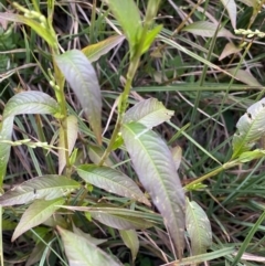 Persicaria hydropiper (Water Pepper) at Jagungal Wilderness, NSW - 12 Mar 2022 by NedJohnston