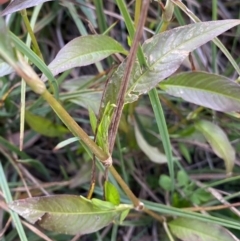 Persicaria hydropiper at Jagungal Wilderness, NSW - 12 Mar 2022 06:32 PM