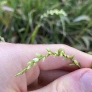 Persicaria hydropiper at Jagungal Wilderness, NSW - 12 Mar 2022 06:32 PM