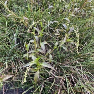 Persicaria hydropiper at Jagungal Wilderness, NSW - 12 Mar 2022 06:32 PM