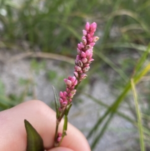 Persicaria decipiens at Jagungal Wilderness, NSW - 12 Mar 2022 06:32 PM