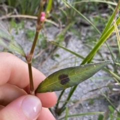 Persicaria decipiens at Jagungal Wilderness, NSW - 12 Mar 2022