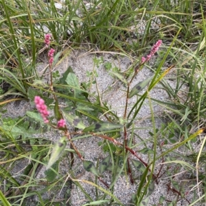 Persicaria decipiens at Jagungal Wilderness, NSW - 12 Mar 2022 06:32 PM