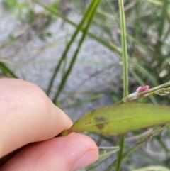 Persicaria decipiens at Jagungal Wilderness, NSW - 12 Mar 2022 06:32 PM