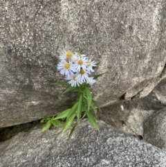 Symphyotrichum novi-belgii (Michaelmas Daisy) at Jagungal Wilderness, NSW - 12 Mar 2022 by Ned_Johnston