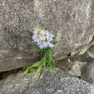 Symphyotrichum novi-belgii at Jagungal Wilderness, NSW - 12 Mar 2022