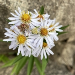 Symphyotrichum novi-belgii at Jagungal Wilderness, NSW - 12 Mar 2022