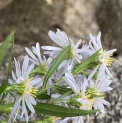 Symphyotrichum novi-belgii at Jagungal Wilderness, NSW - 12 Mar 2022