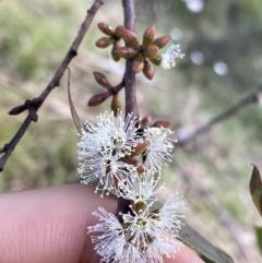 Eucalyptus pauciflora subsp. pauciflora (White Sally, Snow Gum) at Jagungal Wilderness, NSW - 12 Mar 2022 by NedJohnston