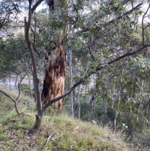 Eucalyptus pauciflora subsp. pauciflora at Jagungal Wilderness, NSW - 12 Mar 2022