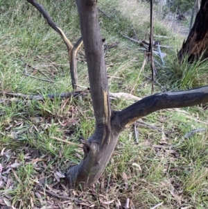 Eucalyptus pauciflora subsp. pauciflora at Jagungal Wilderness, NSW - 12 Mar 2022
