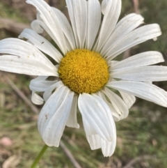 Leucanthemum x superbum (Shasta Daisy) at Jagungal Wilderness, NSW - 12 Mar 2022 by NedJohnston