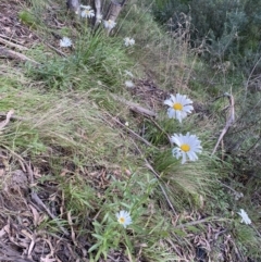 Leucanthemum x superbum at Jagungal Wilderness, NSW - 12 Mar 2022