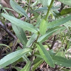 Leucanthemum x superbum at Jagungal Wilderness, NSW - 12 Mar 2022
