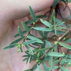 Pimelea pauciflora (Poison Rice Flower) at Jagungal Wilderness, NSW - 12 Mar 2022 by NedJohnston