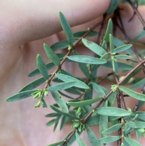 Pimelea pauciflora at Jagungal Wilderness, NSW - 12 Mar 2022