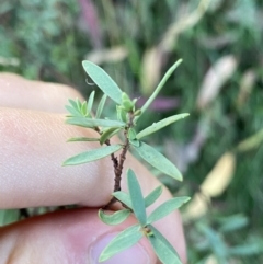 Pimelea pauciflora at Jagungal Wilderness, NSW - 12 Mar 2022 06:19 PM