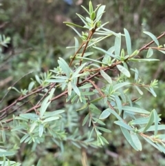 Pimelea pauciflora at Jagungal Wilderness, NSW - 12 Mar 2022 06:19 PM