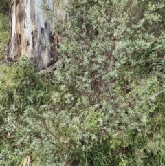 Pimelea pauciflora at Jagungal Wilderness, NSW - 12 Mar 2022