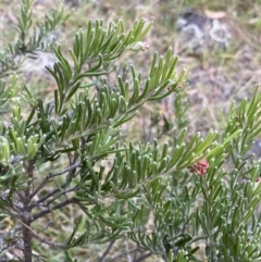 Grevillea lanigera (Woolly Grevillea) at Jagungal Wilderness, NSW - 12 Mar 2022 by NedJohnston