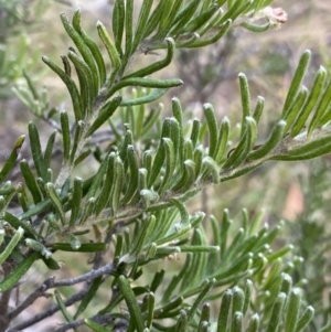 Grevillea lanigera at Jagungal Wilderness, NSW - 12 Mar 2022