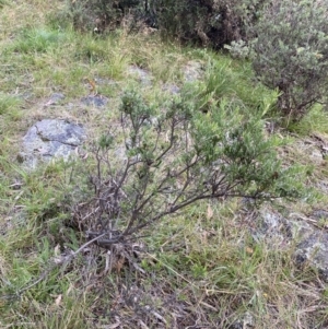 Grevillea lanigera at Jagungal Wilderness, NSW - 12 Mar 2022