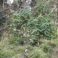 Eucalyptus viminalis (Ribbon Gum) at Jagungal Wilderness, NSW - 12 Mar 2022 by NedJohnston
