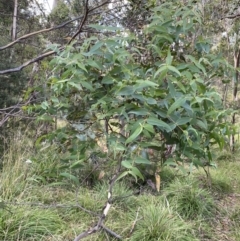 Eucalyptus viminalis (Ribbon Gum) at Jagungal Wilderness, NSW - 12 Mar 2022 by NedJohnston