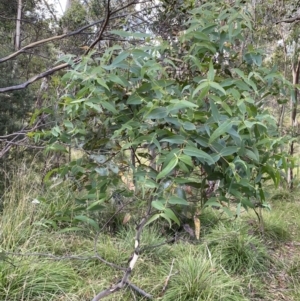 Eucalyptus viminalis at Jagungal Wilderness, NSW - 12 Mar 2022
