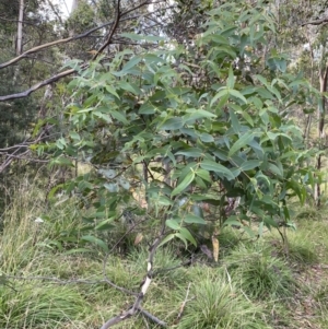 Eucalyptus viminalis at Jagungal Wilderness, NSW - 12 Mar 2022 06:16 PM