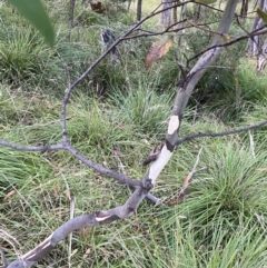 Eucalyptus viminalis at Jagungal Wilderness, NSW - 12 Mar 2022
