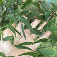 Eucalyptus viminalis at Jagungal Wilderness, NSW - 12 Mar 2022 06:16 PM