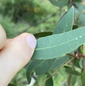 Eucalyptus viminalis at Jagungal Wilderness, NSW - 12 Mar 2022 06:16 PM