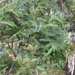 Eucalyptus viminalis at Jagungal Wilderness, NSW - 12 Mar 2022 06:16 PM