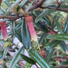 Correa lawrenceana var. rosea at Jagungal Wilderness, NSW - 12 Mar 2022 by Ned_Johnston