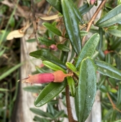 Correa lawrenceana var. rosea at Jagungal Wilderness, NSW - 12 Mar 2022