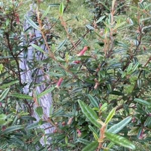Correa lawrenceana var. rosea at Jagungal Wilderness, NSW - 12 Mar 2022
