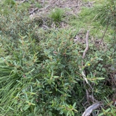 Correa lawrenceana var. rosea at Jagungal Wilderness, NSW - 12 Mar 2022