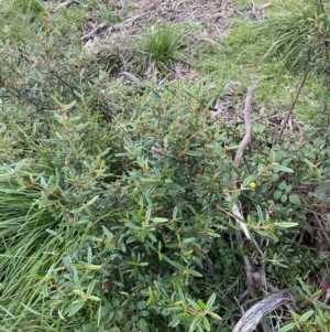 Correa lawrenceana var. rosea at Jagungal Wilderness, NSW - 12 Mar 2022