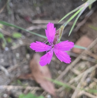 Dianthus armeria (Deptford Pink) at Jagungal Wilderness, NSW - 12 Mar 2022 by Ned_Johnston