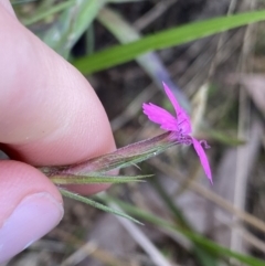 Dianthus armeria at Jagungal Wilderness, NSW - 12 Mar 2022