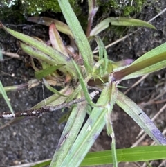 Dianthus armeria at Jagungal Wilderness, NSW - 12 Mar 2022