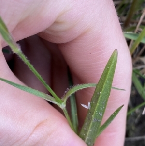 Dianthus armeria at Jagungal Wilderness, NSW - 12 Mar 2022