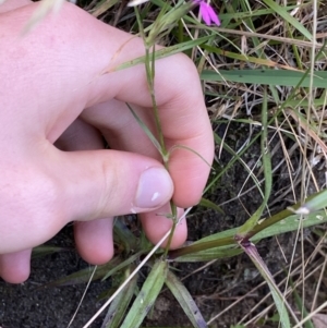 Dianthus armeria at Jagungal Wilderness, NSW - 12 Mar 2022