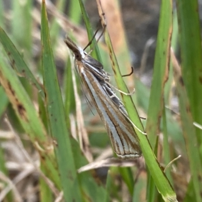 Hednota species near grammellus (Pyralid or snout moth) at Kosciuszko National Park - 12 Mar 2022 by Ned_Johnston