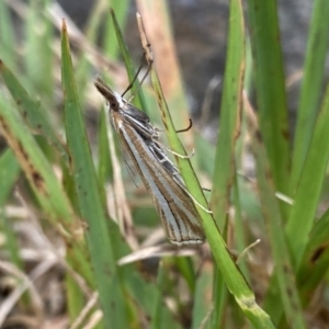 Hednota species near grammellus at Jagungal Wilderness, NSW - 12 Mar 2022