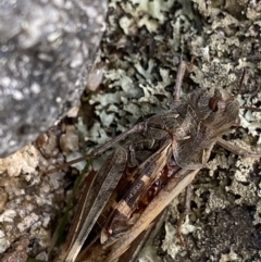 Oedaleus australis (Australian Oedaleus) at Jagungal Wilderness, NSW - 12 Mar 2022 by Ned_Johnston